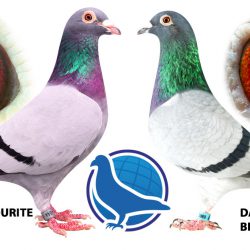 Win a free pigeon!