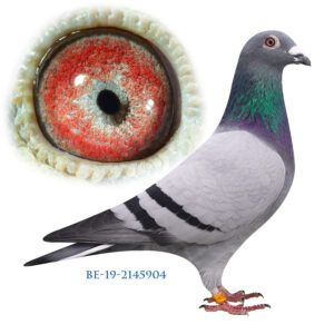 BE-19-2145904