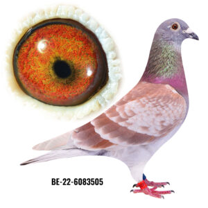 BE-22-6083505
