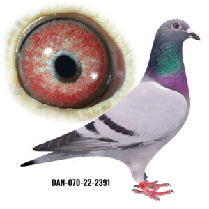 DAN-070-22-2391