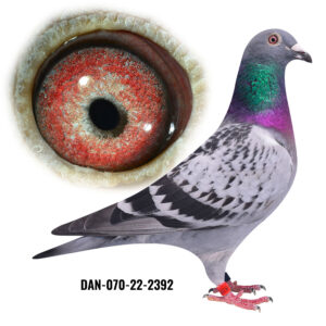 DAN-070-22-2392