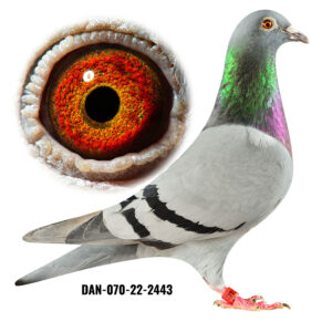 DAN-070-22-2443
