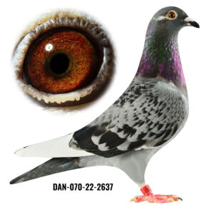 DAN-070-22-2637