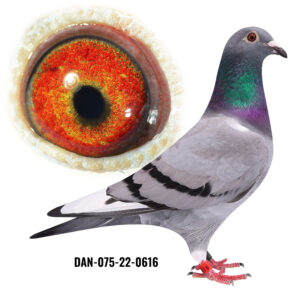 DAN-075-22-0616