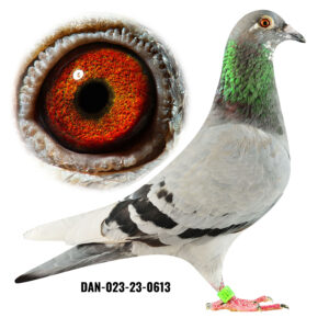 DAN-023-23-0613