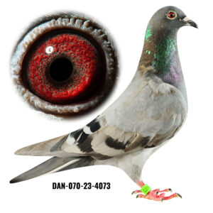 DAN-070-23-4073