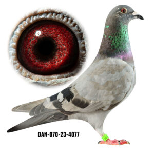 DAN-070-23-4077