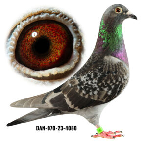 DAN-070-23-4080