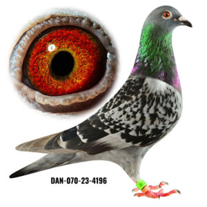 DAN-070-23-4196