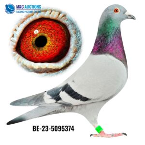 BE-23-5095374