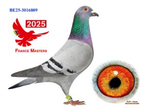 BE-25-3016809