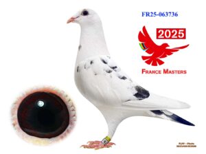 FR-25-063736