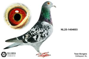 NL-25-1404603