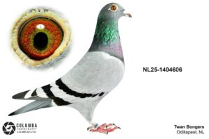 NL-25-1404606