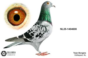 NL-25-1404608