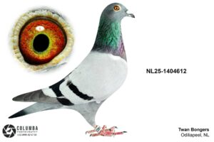 NL-25-1404612