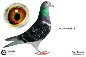 NL-25-1404613