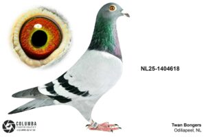 NL-25-1404618