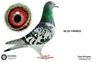 NL-25-1404622