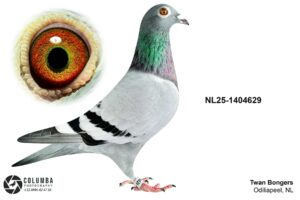 NL-25-1404629