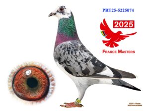 POR-25-5225074