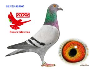 SEN-25-305907