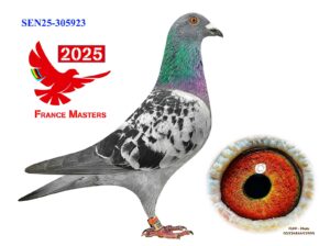 SEN-25-305923