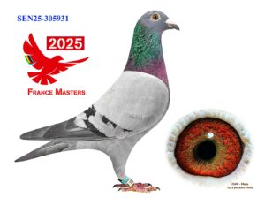 SEN-25-305931