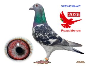 SK-03506-25-607