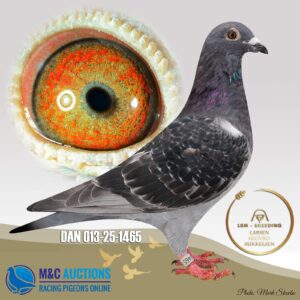 DAN-013-25-1465