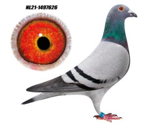 NL-21-1497626