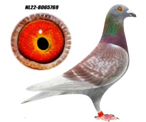 NL-22-8065769