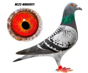 NL-22-8065971