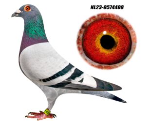 NL-23-9574408