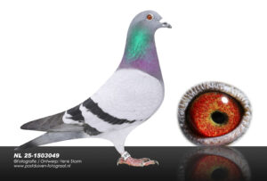 NL-25-1503049