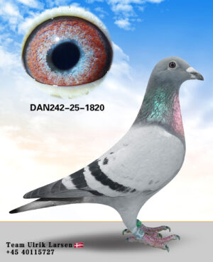 DAN-242-25-1820