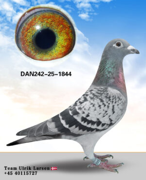 DAN-242-25-1844