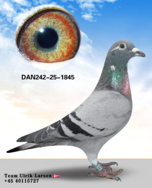 DAN-242-25-1845