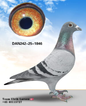 DAN-242-25-1846