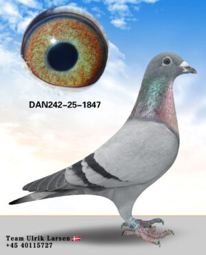 DAN-242-25-1847