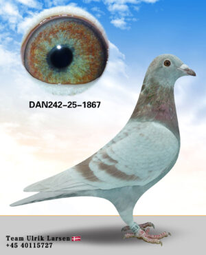 DAN-242-25-1867
