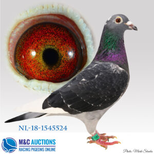 NL-18-1545524