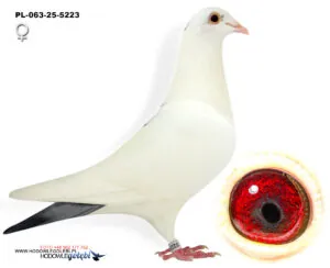 PL-063-25-5223