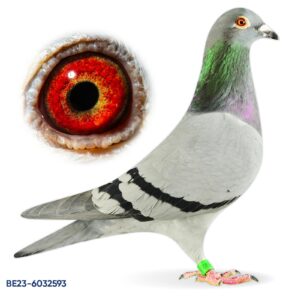 BE-23-6032593