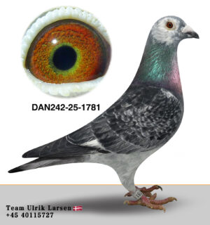 DAN-242-25-1781