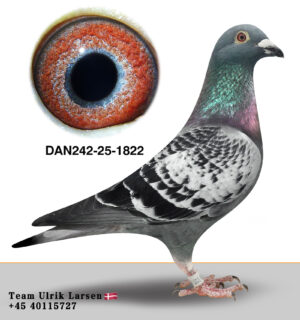 DAN-242-25-1822