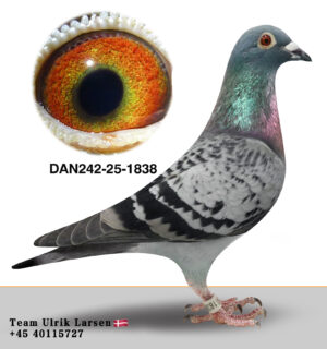 DAN-242-25-1838