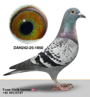 DAN-242-25-1850