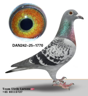 DAN-242-25-1770