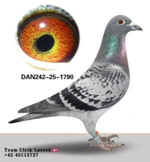 DAN-242-25-1790